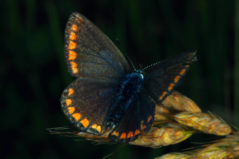 Conferma Polyommatus icarus